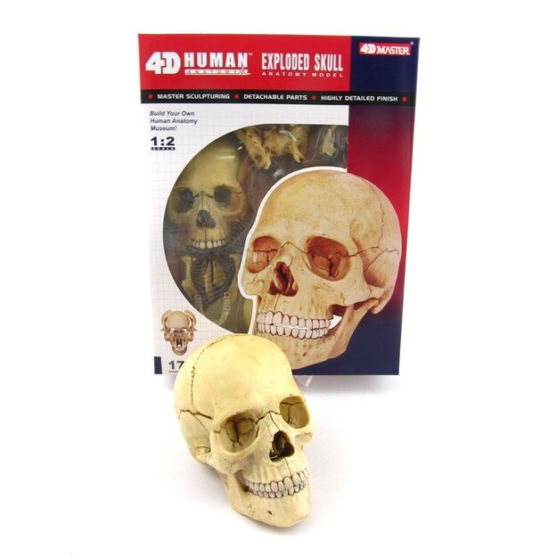 Robetoy - Human Anatomy - Skull (16 cm) (26060)