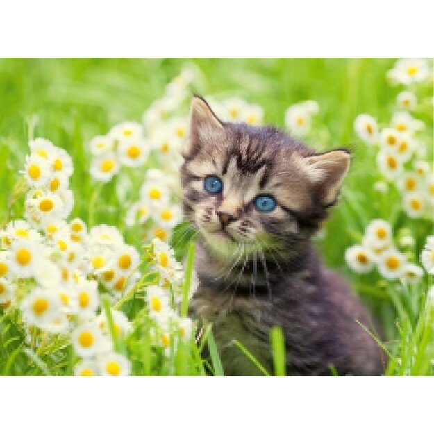 Ravensburger - Puzzle Kitten In The Meadow 500p (12000367)