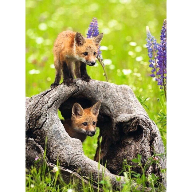 Ravensburger - Puzzle Curious Foxes 300p