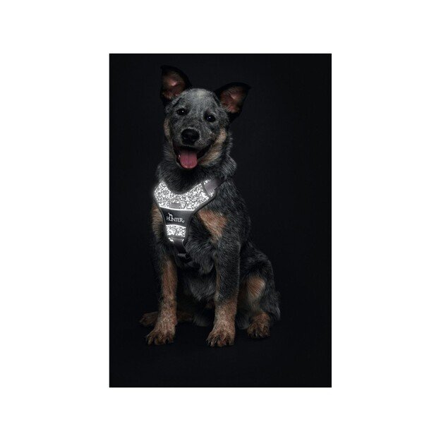 Hunter - Harness Divo Reflect S, black/grey - (68959)