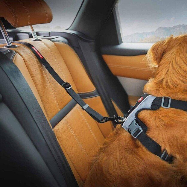 EZYDOG - Click Dog Seat Belt Isofix L - (605.0746)