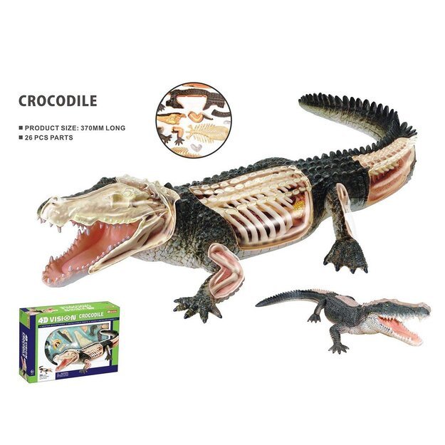 Robetoy - Animal Anatomy - Crocodile (24 cm) (26074)