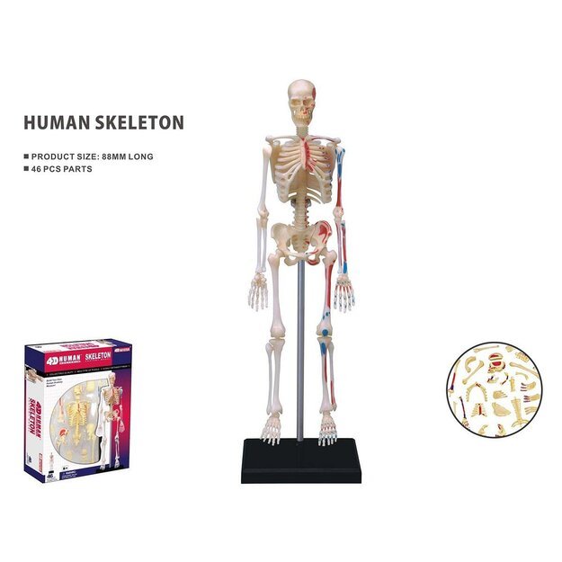 Robetoy - Human Anatomy - Skeleton (19 cm) (26059)