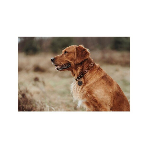 Hunter - Dogcollar Solid Education Cord M-L (60), dark brown/orange - (69319)
