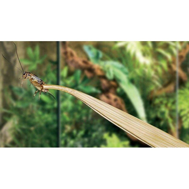 EXOTERRA - Tweezers Bamboo  27cm - (230.0310)