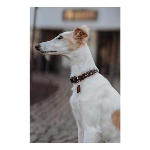 Hunter - Dogcollar Solid Education Cord S (45), dark brown/turquoise - (69321)
