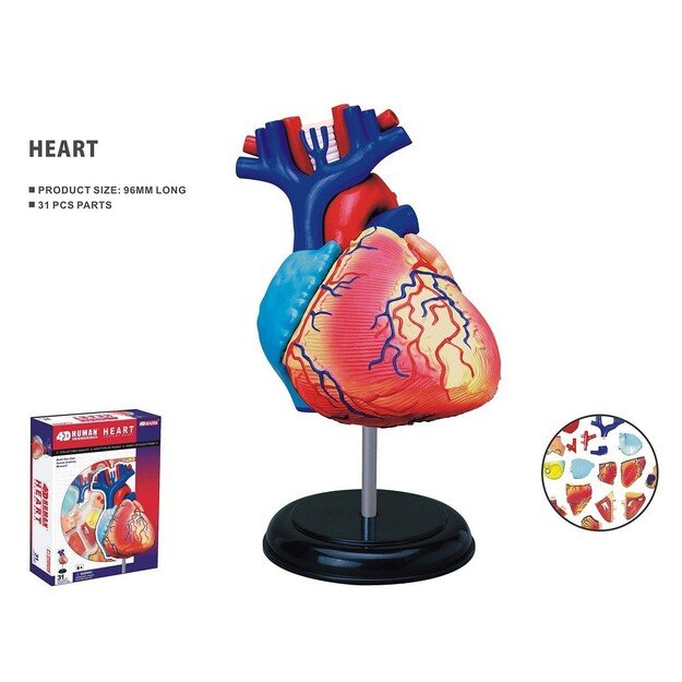 Robetoy - Human Anatomy - Heart (10 cm) (26052)