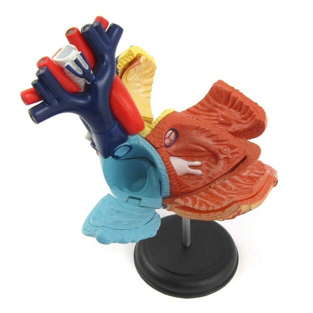 Robetoy - Human Anatomy - Heart (10 cm) (26052)