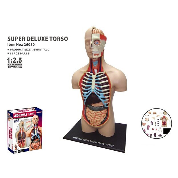 Robetoy - Human Anatomy - Torso Duluxe (40 cm) (26062)