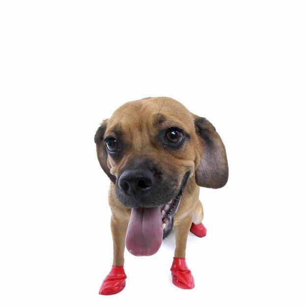 PAWZ - Dog boots S - Red (632.8046)