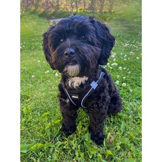 Ozami - Dog Harness Air-Mesh Black S - (605.5043)