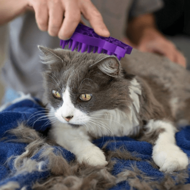 Kong - Kong Cat ZoomGroom