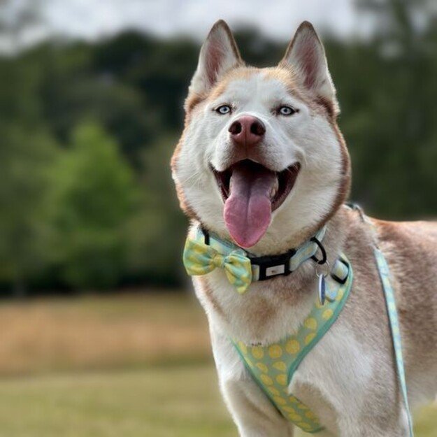 Confetti Dogs - Dog Collar Lemons Size L 39-59 cm - (PHA0719S)